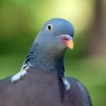 Google-pigeon